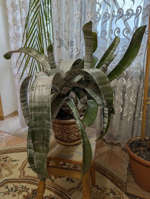 Ехмея смугаста. Спатіфіліум.