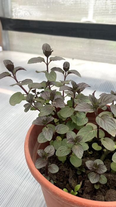 М'ята Шоколадниця в горщиках. Сорт бомбовіший