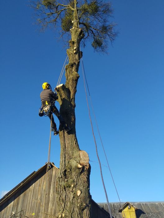 Обрізаня,спил,обрізка,валка аварійних дерев, дерево,альпініст, висотні