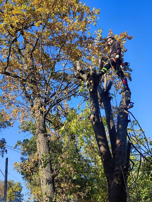 Видалення, чистка, обрізка дерев