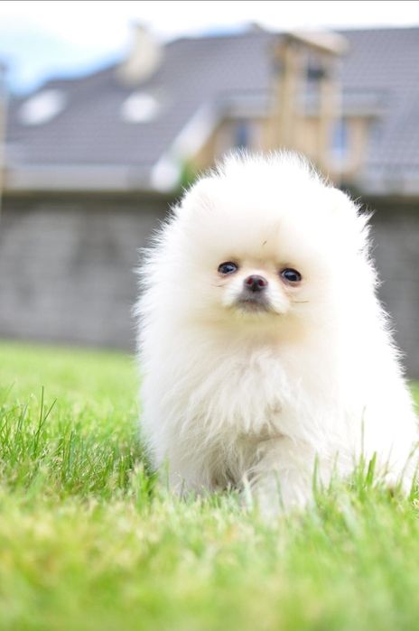 Pomeranian chłopak fci