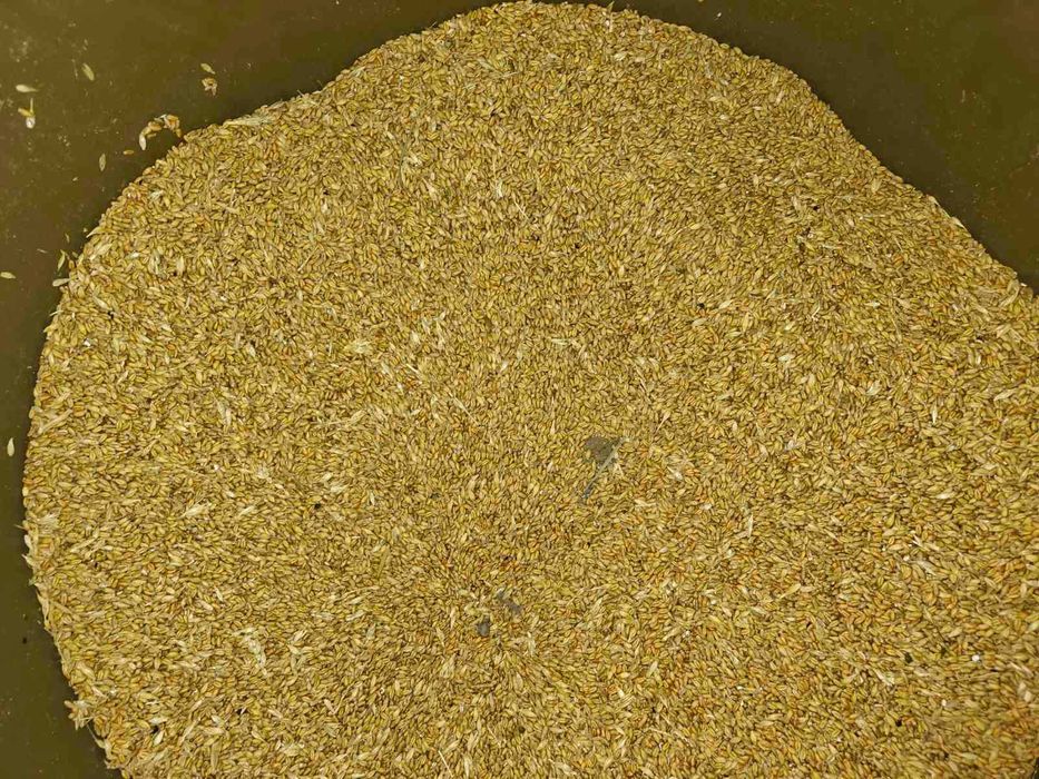 Насіння пшениці (кормове, врожай 2024 року)