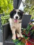 Border Collie Samiec