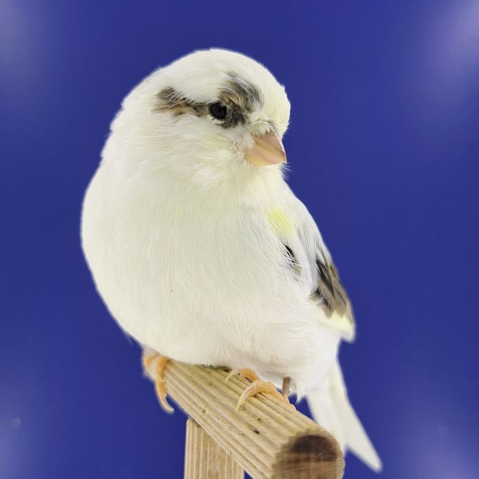 Kanarek, samczyki - sprzedam, Wrocław