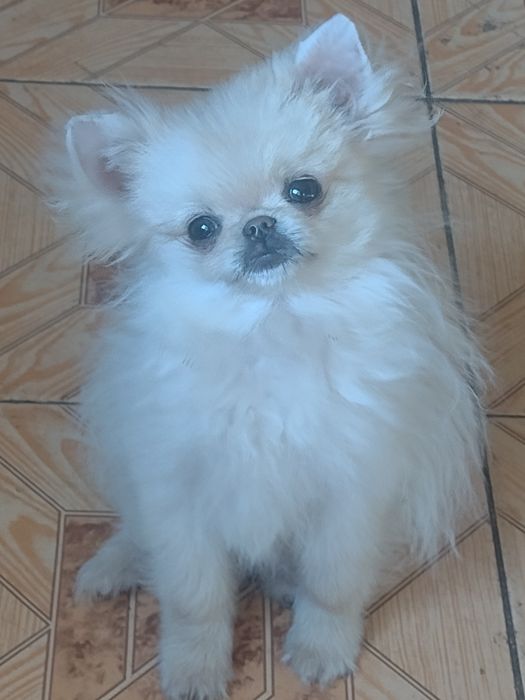 Супер міні  шпіц,  8місяців