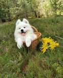 Wolny samoyed szczenię samiec chłopiec samoyed z rodowodem śliczny