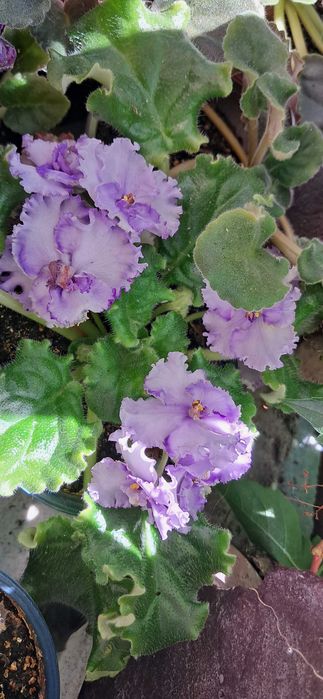 Продам квітучі фіалки