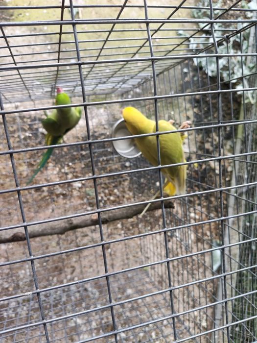 Ring Necks Cedência