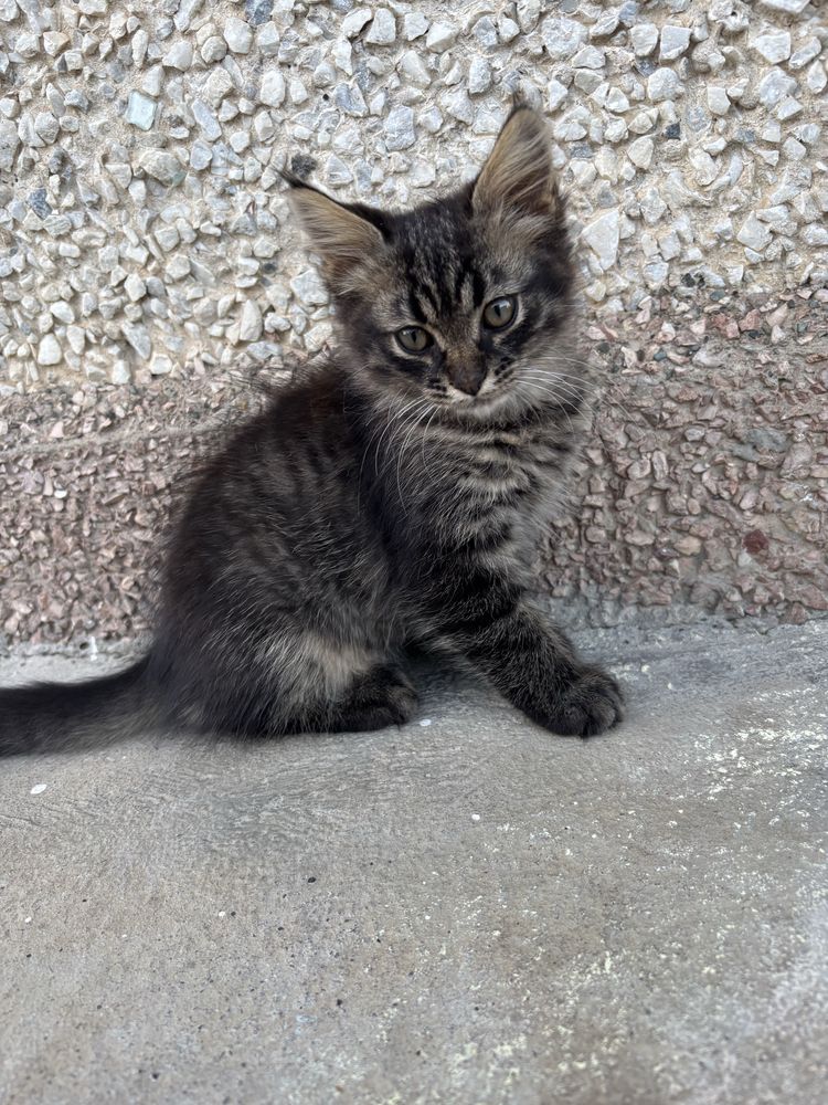 Кошенята , котики , коти