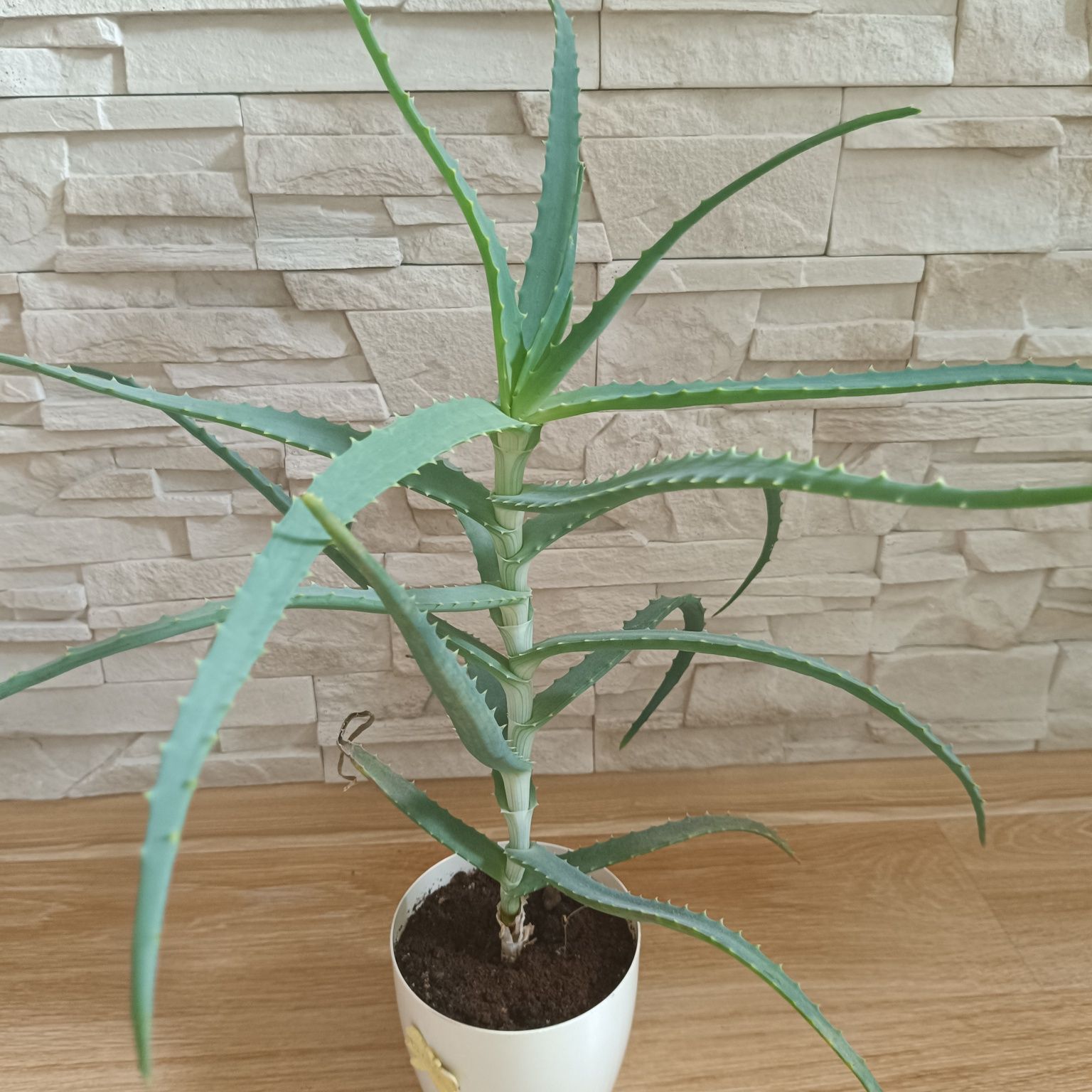 Aloes, kwiaty doniczkowe