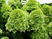 Hortensja bukietowa 'Limelight'