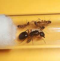 Egzotyk Camponotus pilicornis mała kolonia