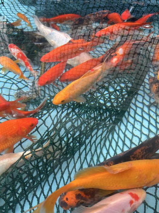 Karp Koi kolorowe karpie