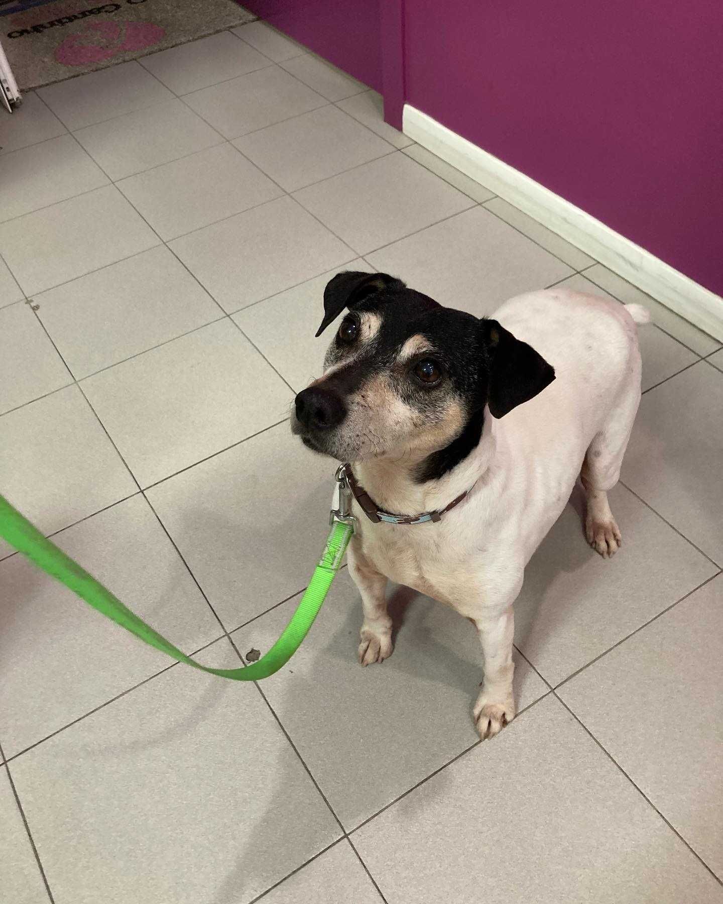 Scott - Para Adopção