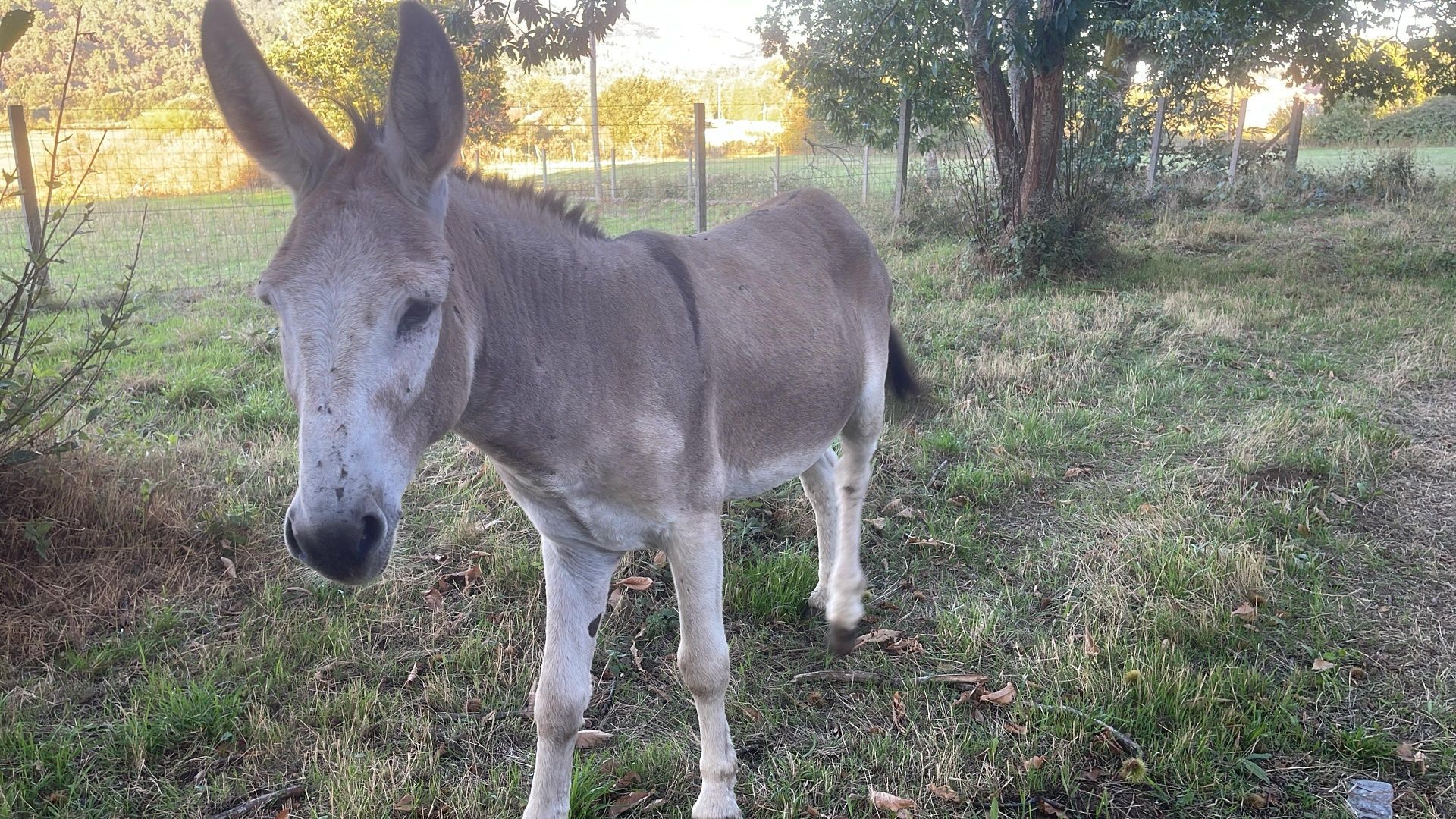 Burro 5 Anos Manso