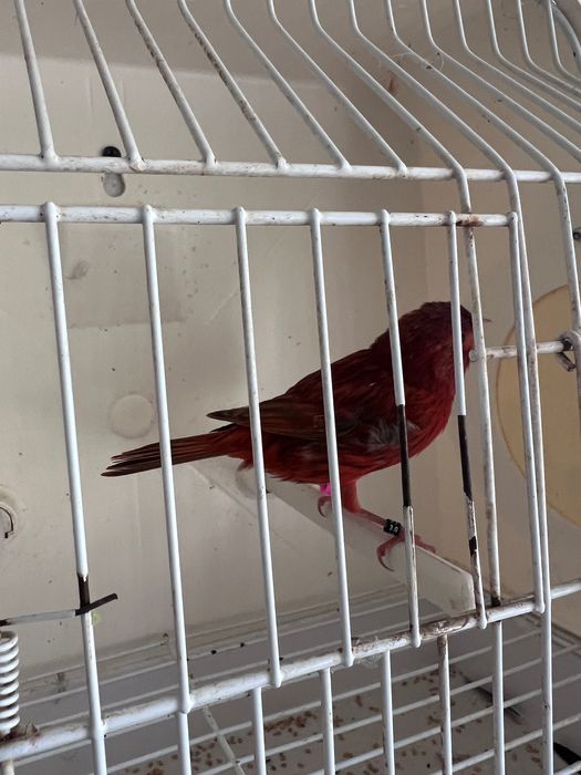 Canário novos c/anilhas