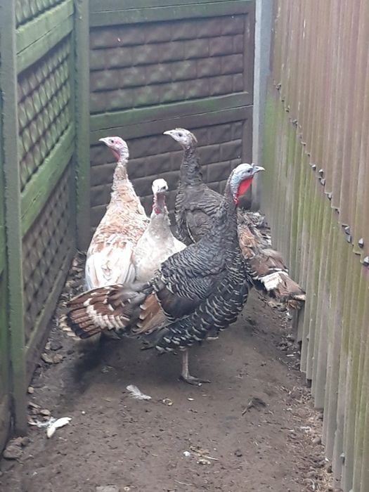 Indyk  indyki   4  szt  INDYCZKI  polecam