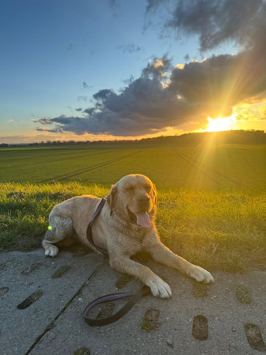 Labrador Retriever – biszkoptowy (suczka) szczeniak z rodowodem