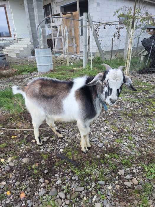 Камерунський козлик для спарювання