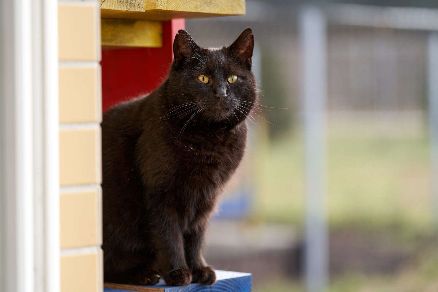 Kocurek Don Pedro do adopcji!