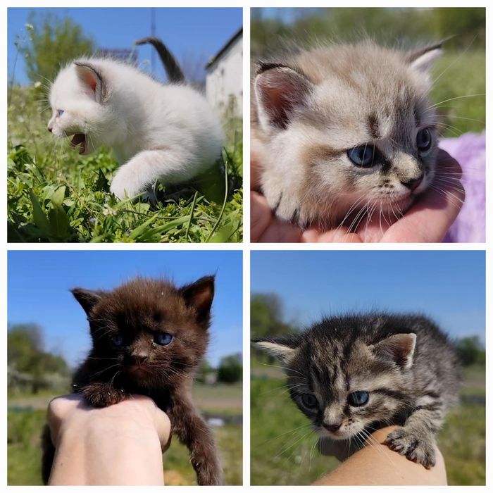 Котята ждут своих родителей