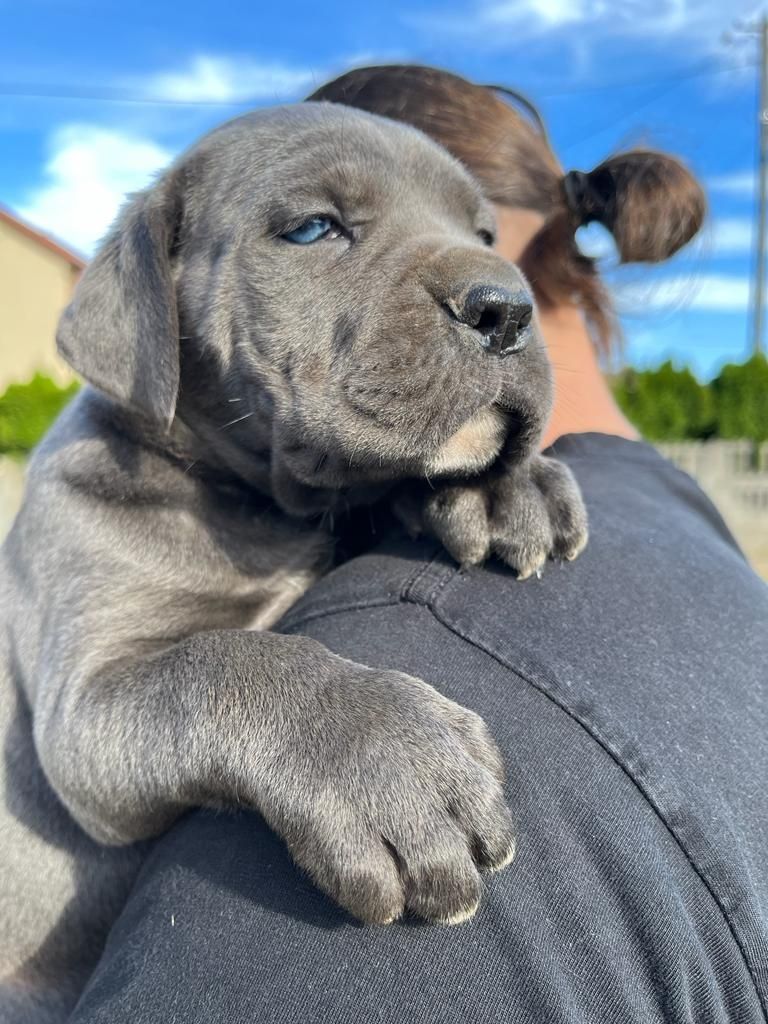 Cane Corso mocny pies