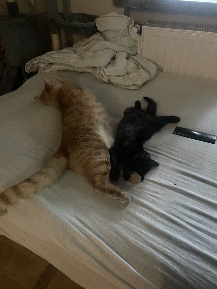 Rudy i czarny Dwa swietne kotki