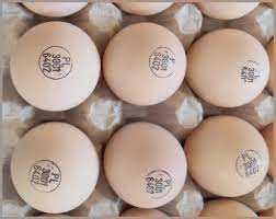 Яйце для інкубаціїї свійської птиці