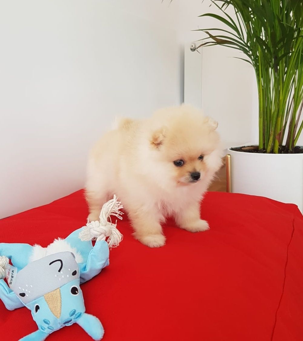 Szpic Miniaturowy Pomeranian suczka kremowa UNIKAT