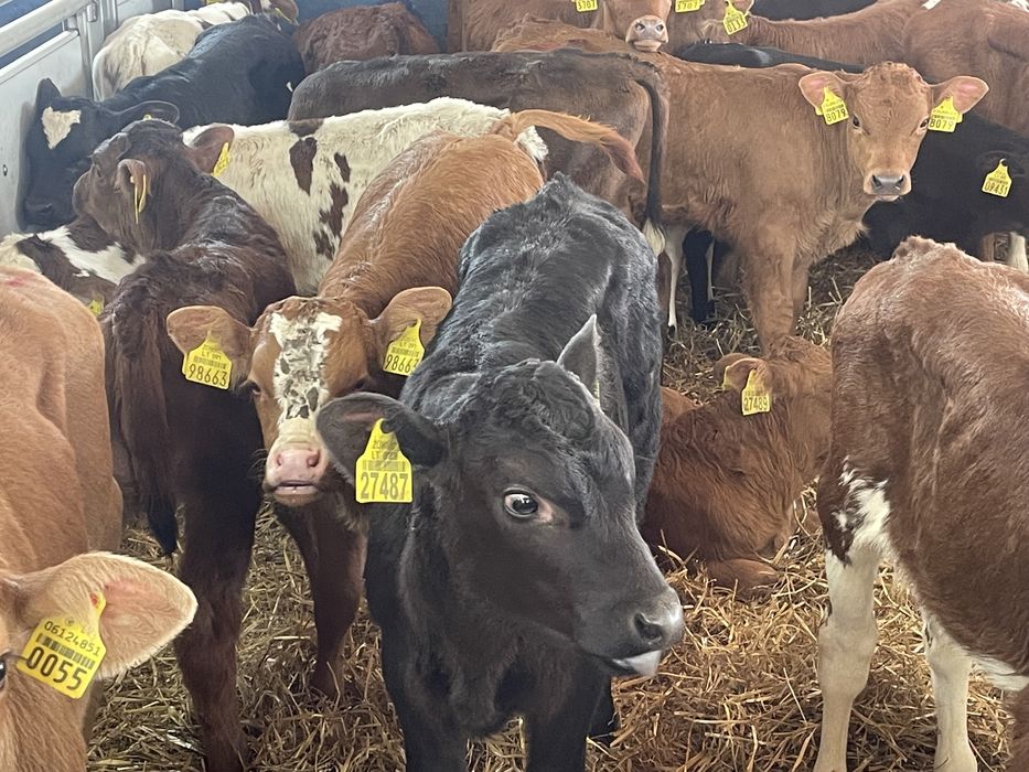 Cielaki byczki jałóweczki