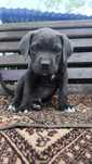 Cane corso. Кане корсо