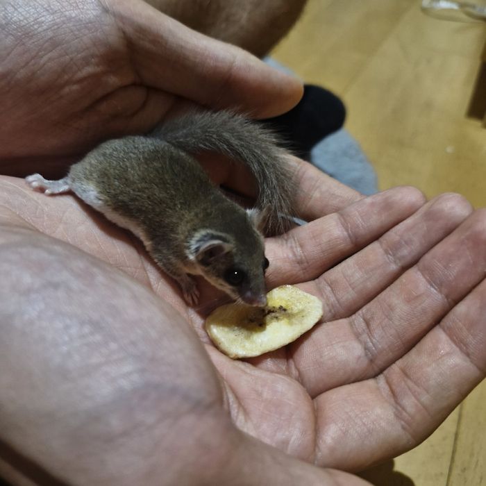 Popielice afrykańskie