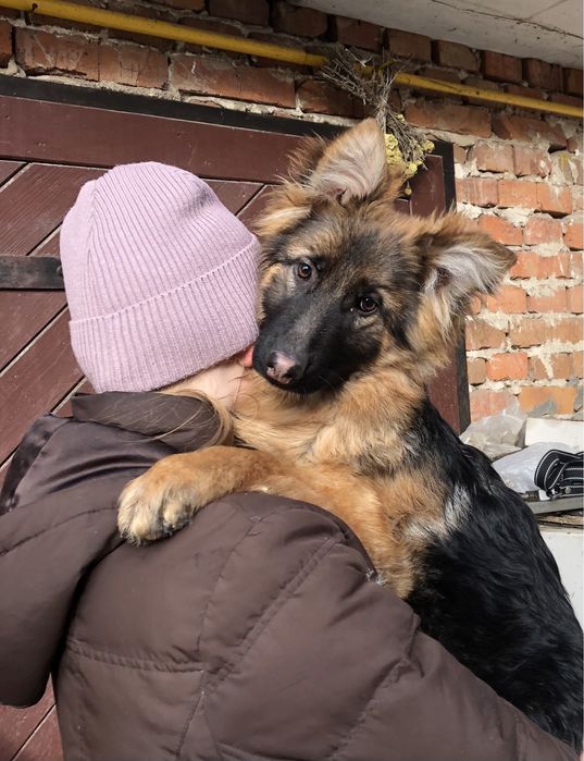 Німецька вівчарка..
