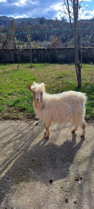 Cabrito anão com 1 ano e meio