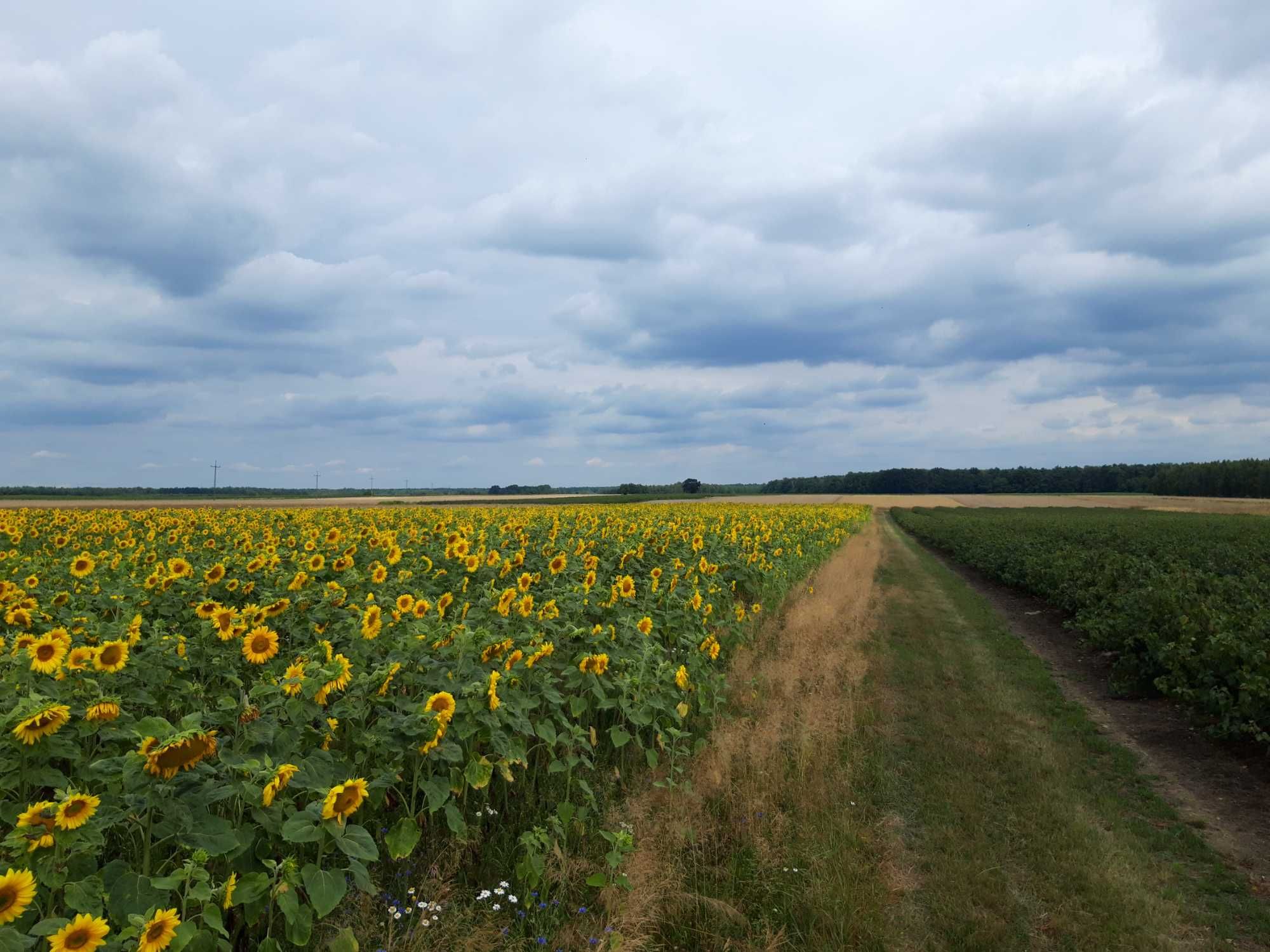 Słonecznik ozdobny na kwiat ziarka nasiona