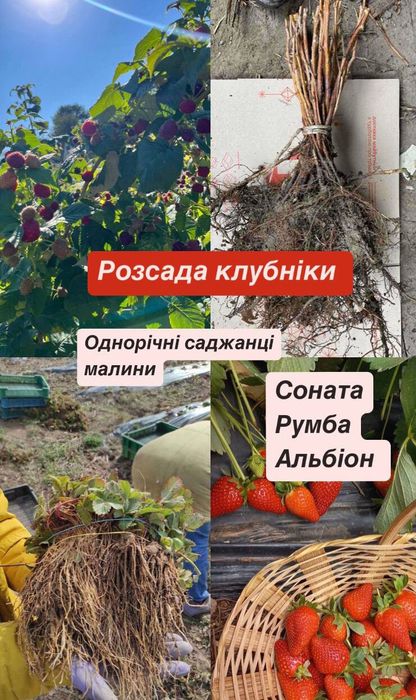 Клубника и малина – большой выбор сортов! Весенняя распродажа!