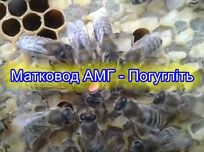 Неплідні матки Карніка Продам неплодные матки карника неплодки