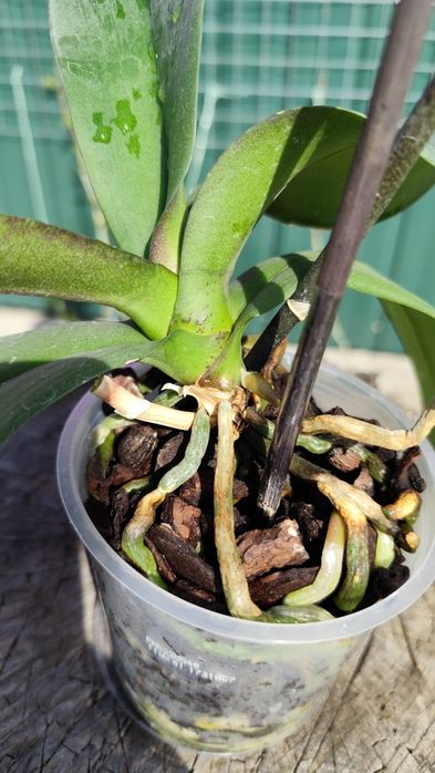 Продам орхідею фаленопсис 10,5 см ТЕРМІНОВО