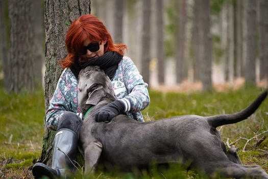 Aspen Cane Corso do adopcji.