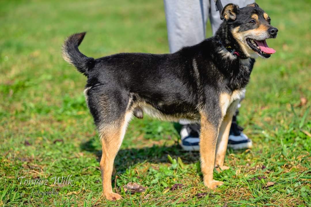 Korek śliczny 10kg samiec