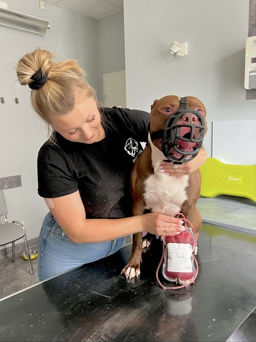 Floki szuka domu! pitbull do adopcji
