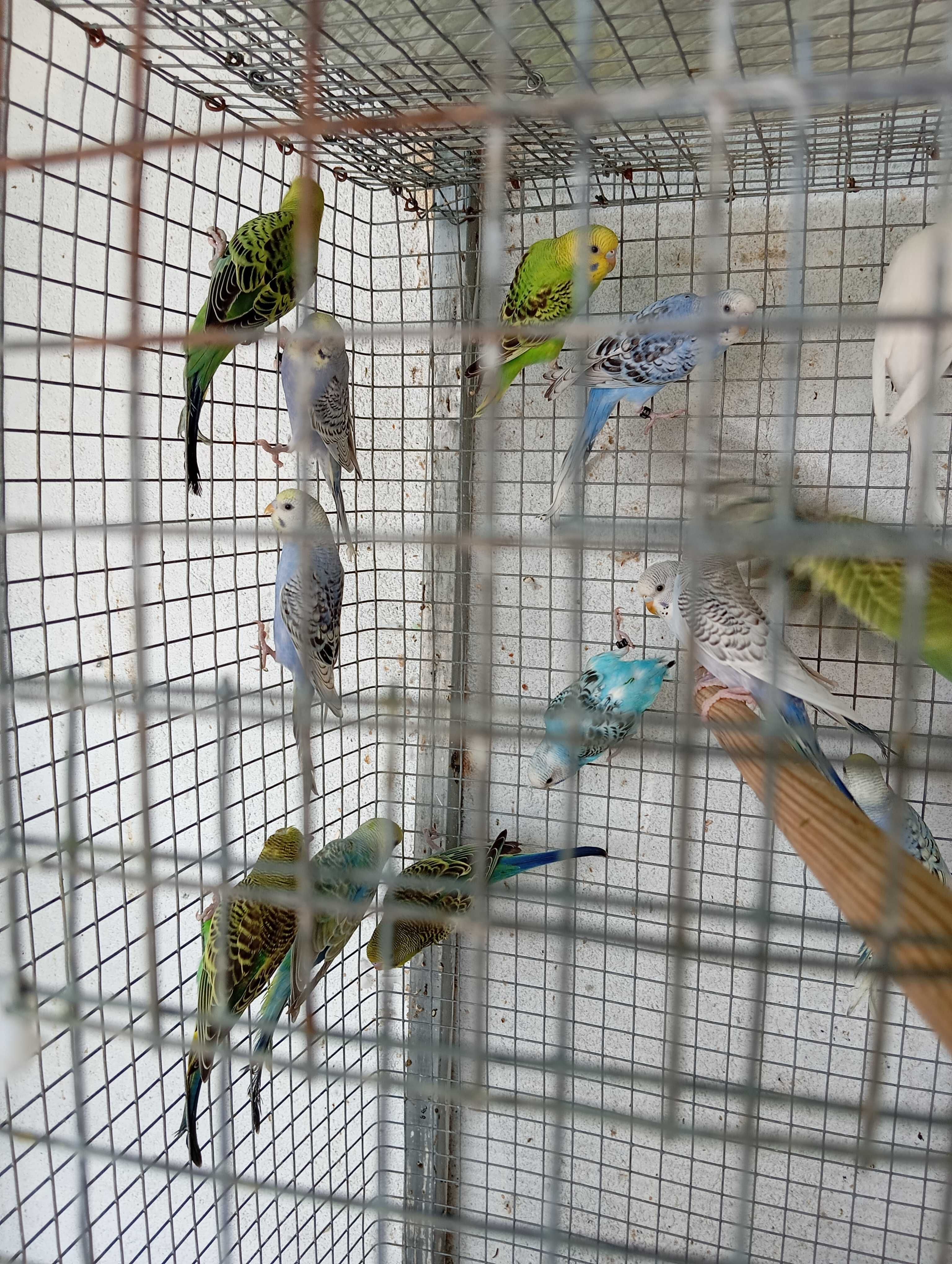 Piriquitos Australianos várias mutações