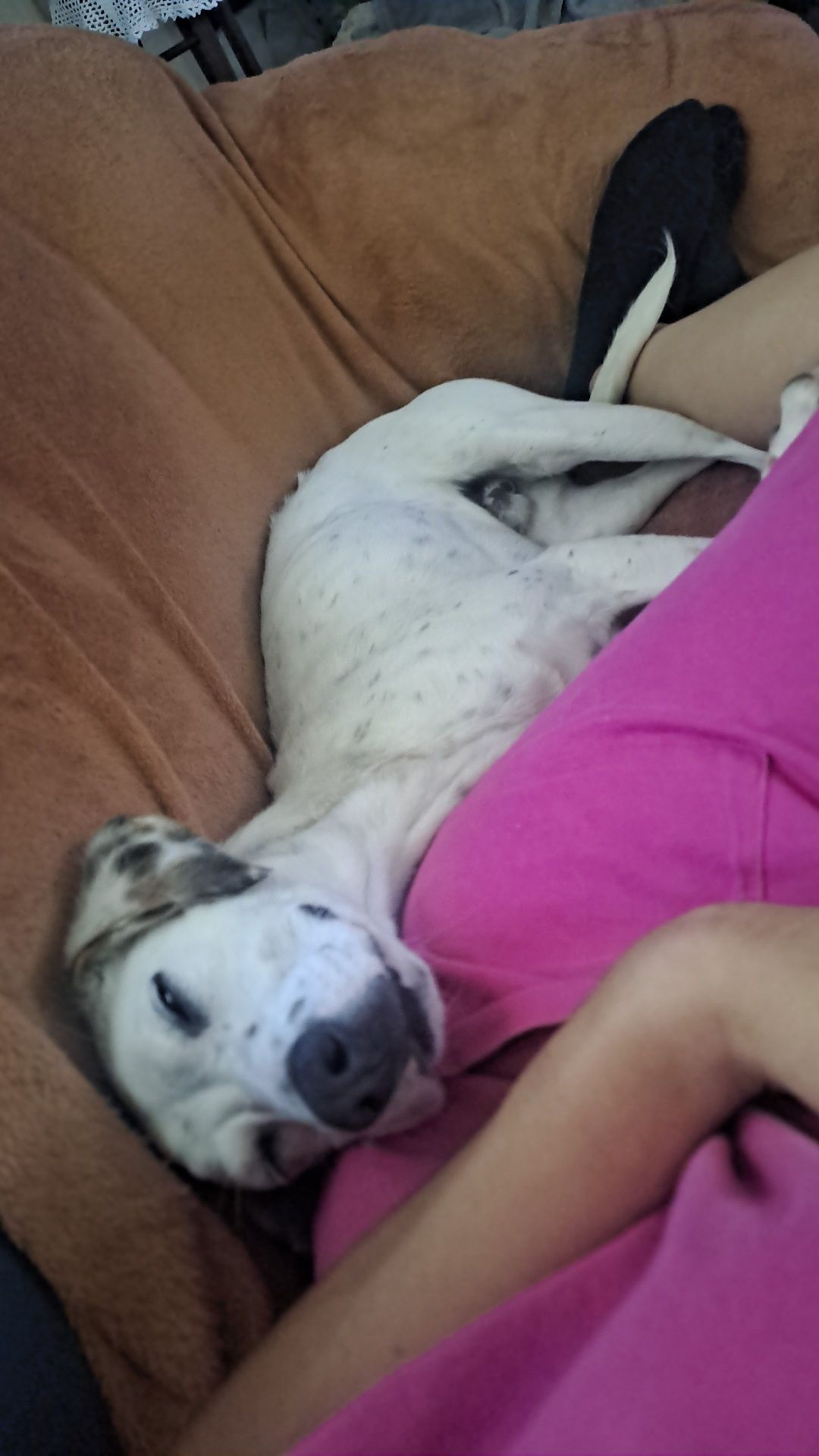 Cão para adoção com cerca de 1 ano