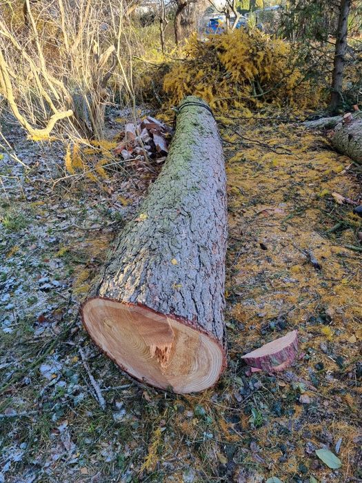 Modrzew pień tartaczny