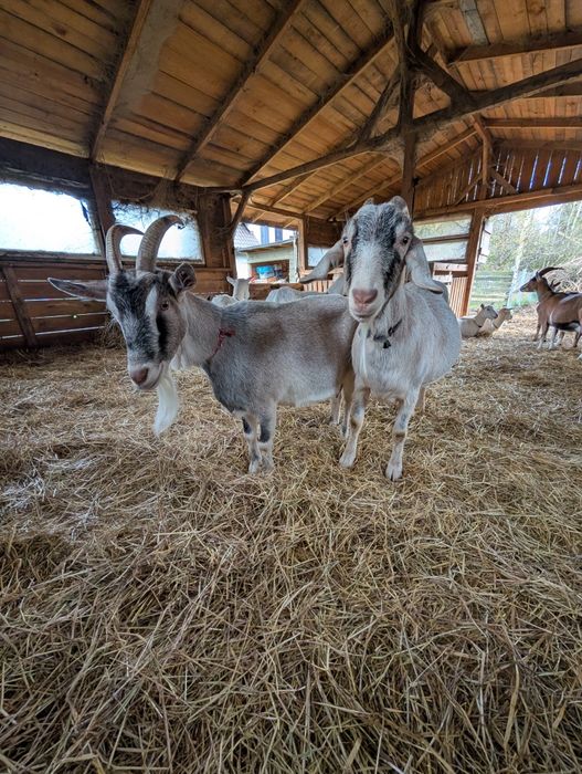 Sprzedam 2 mleczne kozy