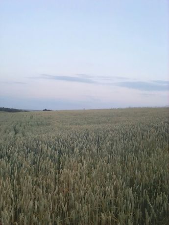 Пшеница, зерно урожай 2022