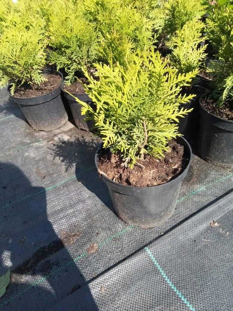 Thuja Danica kulista