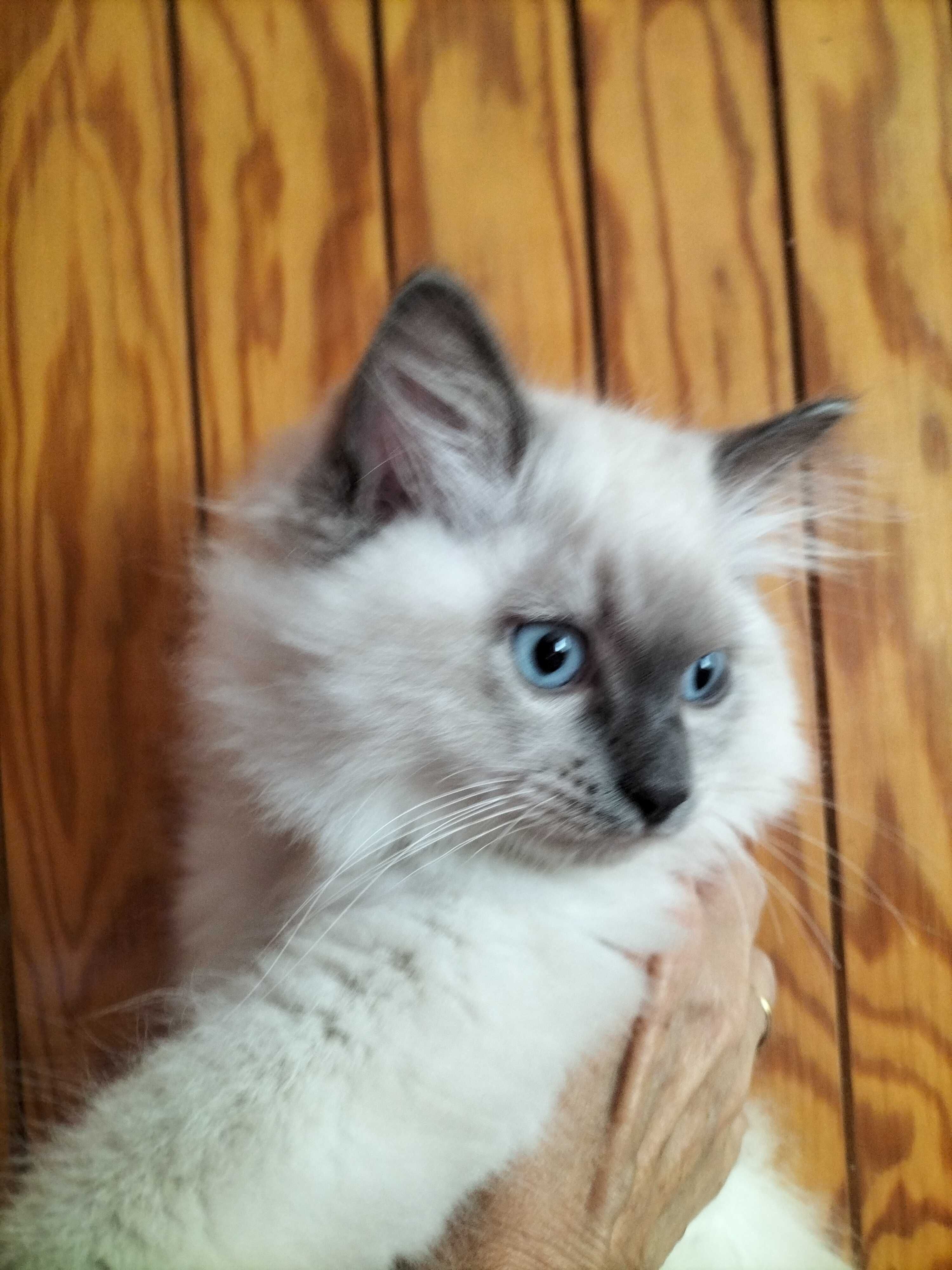 Śliczny kocurek Ragdoll
