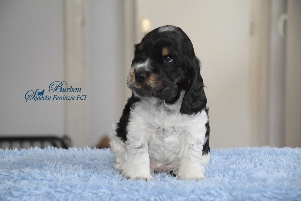 Cocker Spaniel Angielski - Chłopczyk Burbon ZKwP