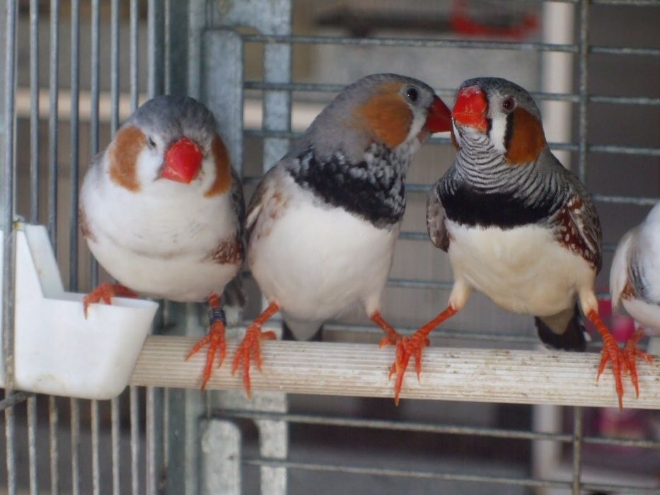 Vendo mandarins bonitos